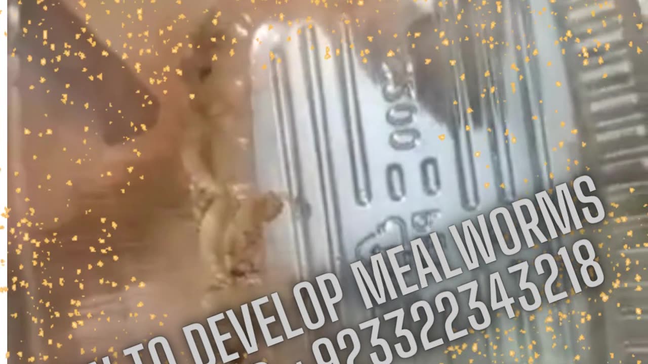 How to develop mealworms