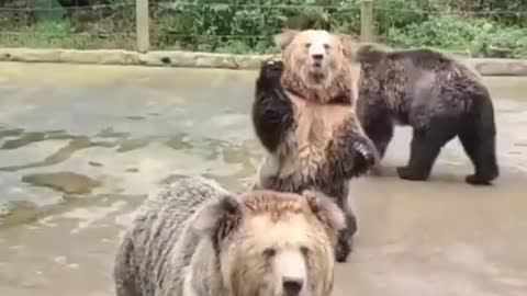 bear video