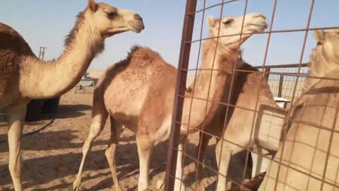 camels of uae beautiful