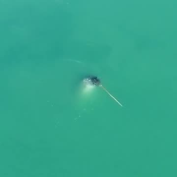 😊 Take a break 🐬