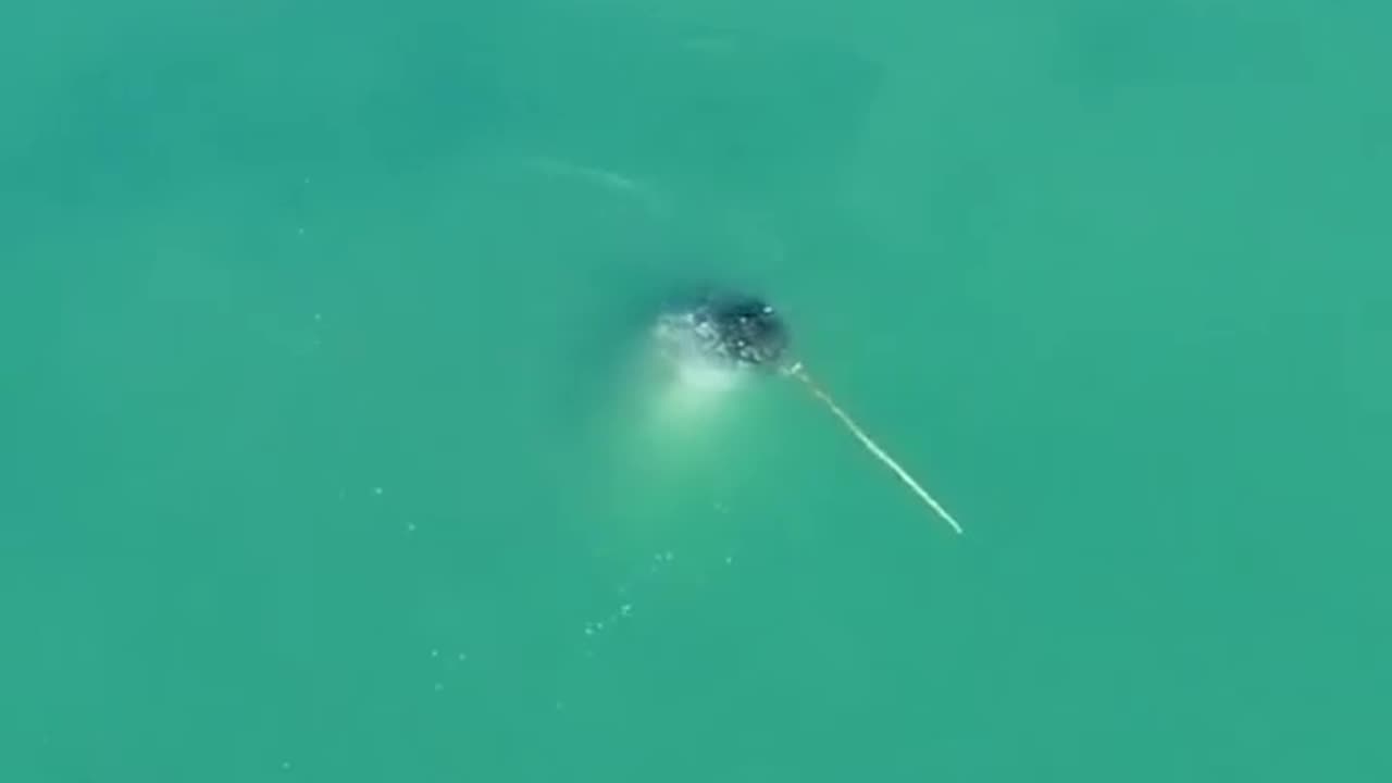 😊 Take a break 🐬