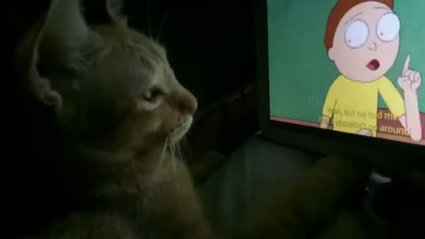 Cat Mango enjoying his favorite show