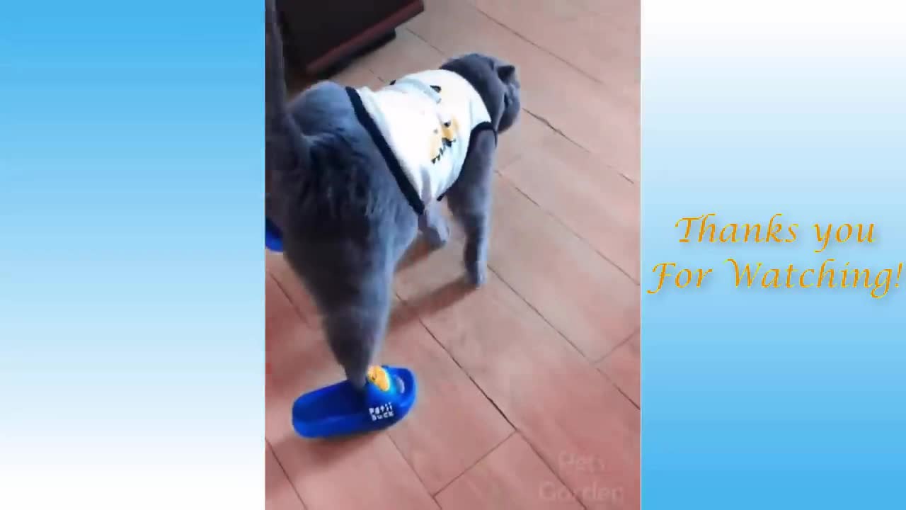 Funny cat video | Part -8