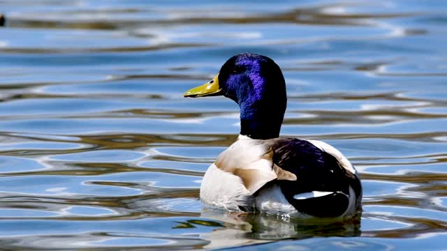 Beautiful duck swimming in the river