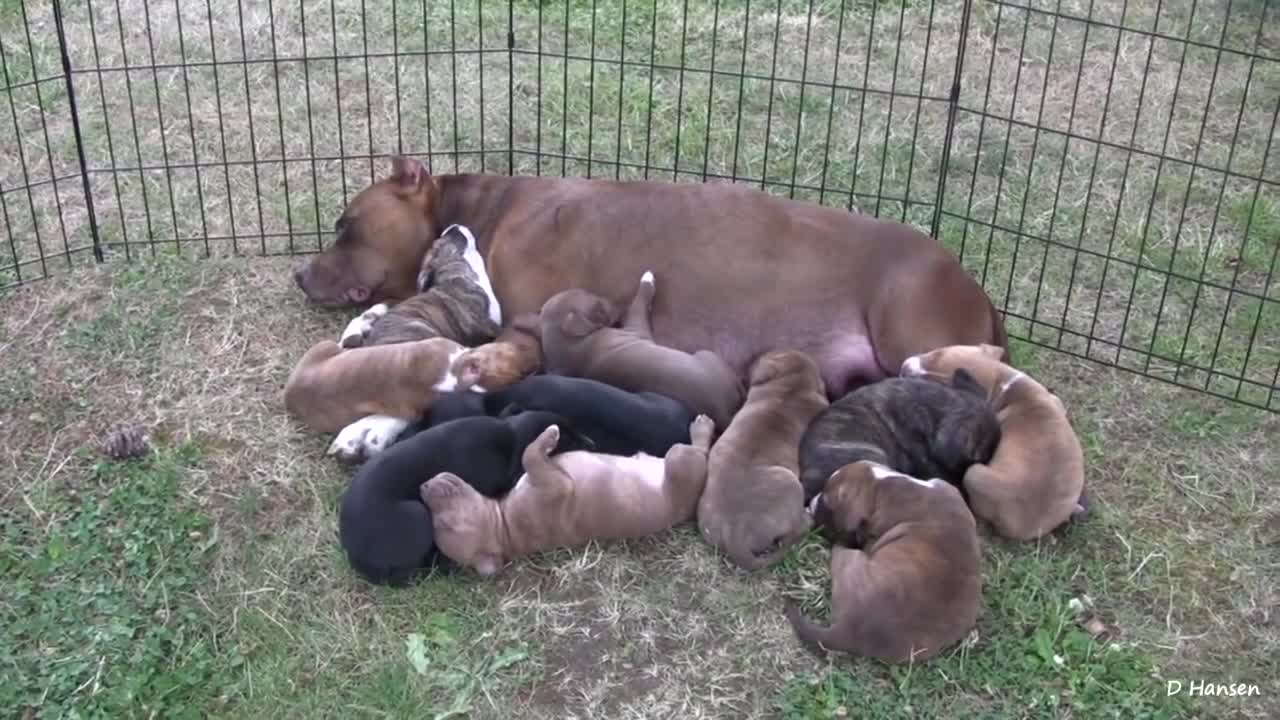 Pit Bull Growls and Snaps at Her Puppies!