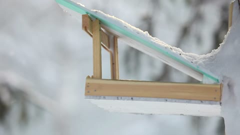 Bird feeder in the park