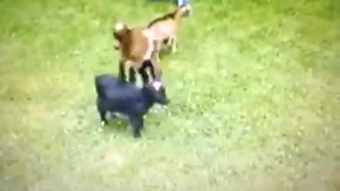 goat in action