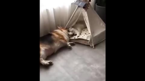 Funny animal