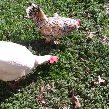 Cry Baby & Brownie 🐓