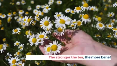Why You Should Drink Chamomile Tea (5 Best Reasons)
