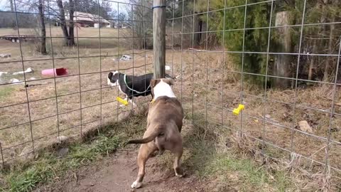 MsuBullyFarm Aliendawgs Bloodline 97924oo744