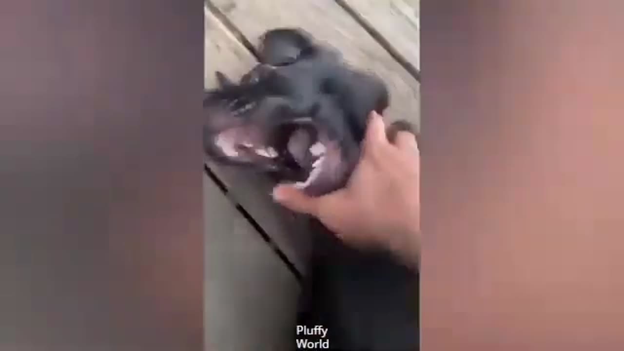 Best Funny Cats And Dogs Videos 2023 | Try Not To Laught