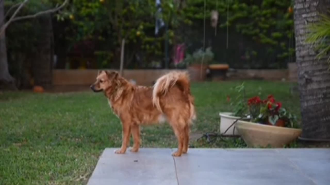 Cats And Dogs Playing