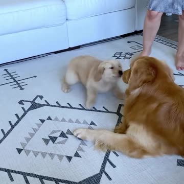dog's love for its child
