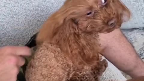Dog got more hair than me🤣