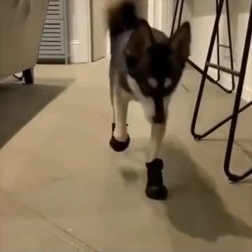 Husky wearing shoes first