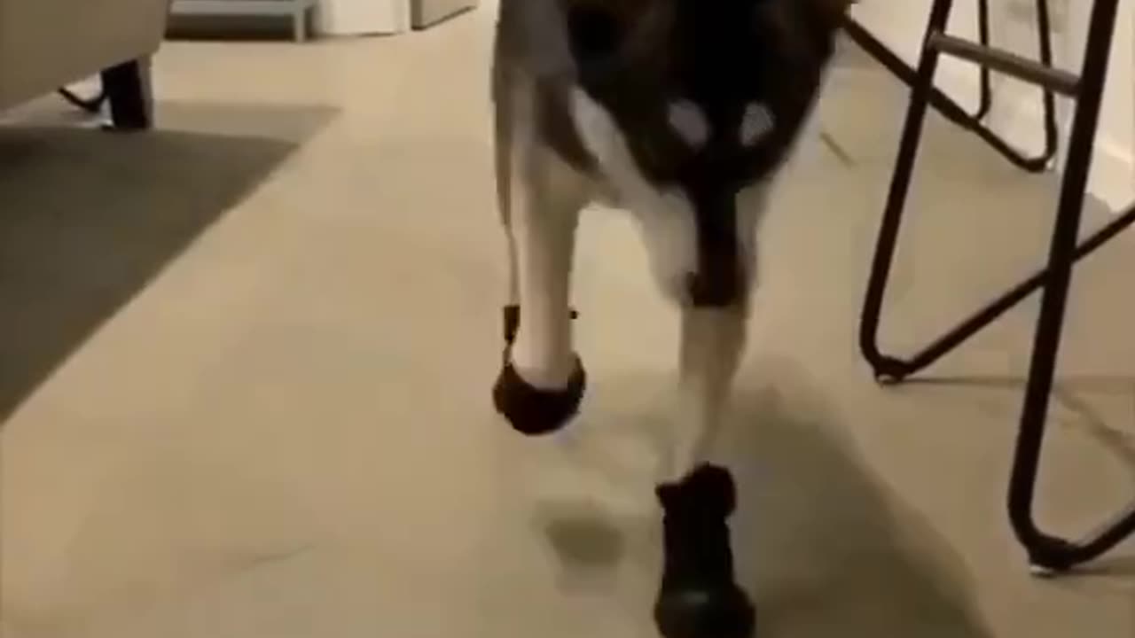 Husky wearing shoes first