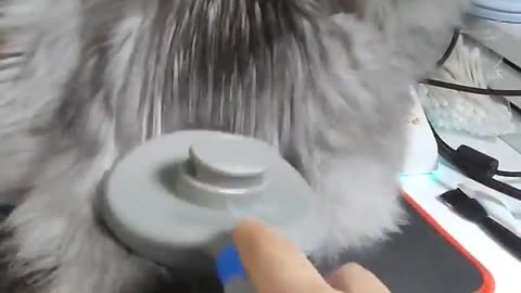 a cat who likes to comb