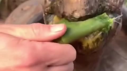Funny Animals 2023