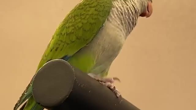 Piroyat🕊️ says that you are doing this work with your master