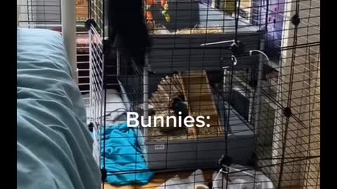 People thinking bunnies are calm, relaxed, easy pets