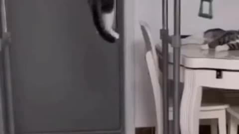 Funny Cat🐱 video You must watch Do not try to Laugh#shorts