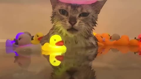 Funny and Cute Cats Videos #94