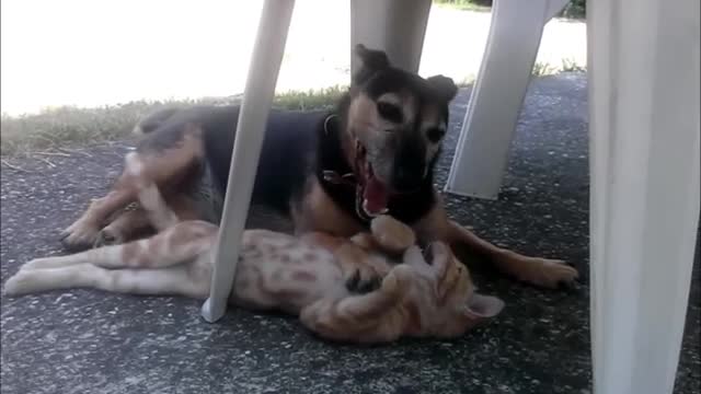 Caring rescue dog watches over foster kittens