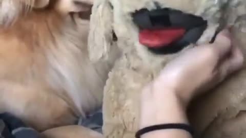 so mean, poor pups, kinda cute though