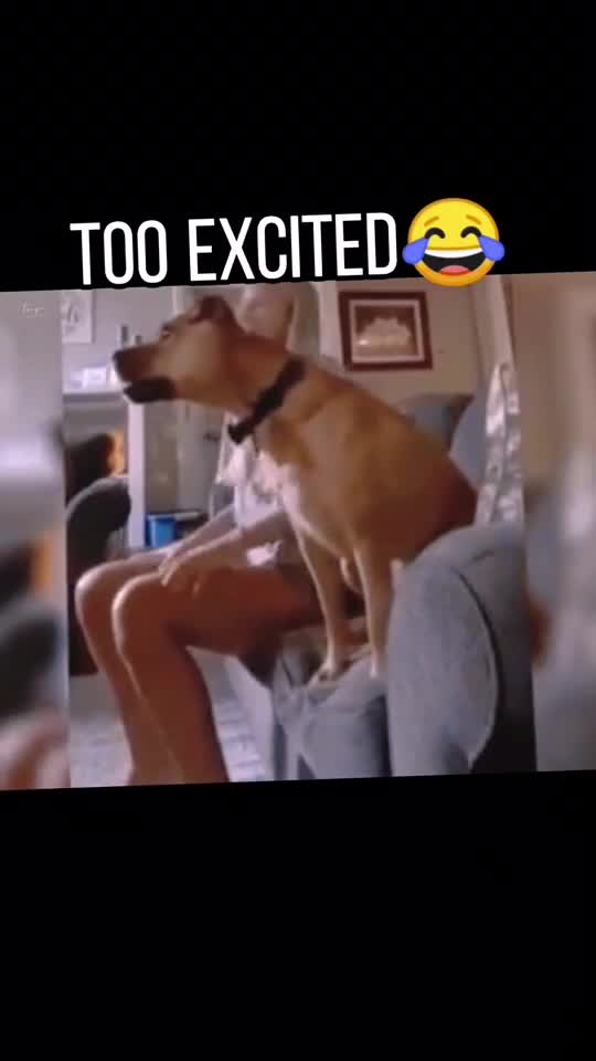 DOG WATCHING FOOTBALL FALL DOWN WHEN ITS GOAL