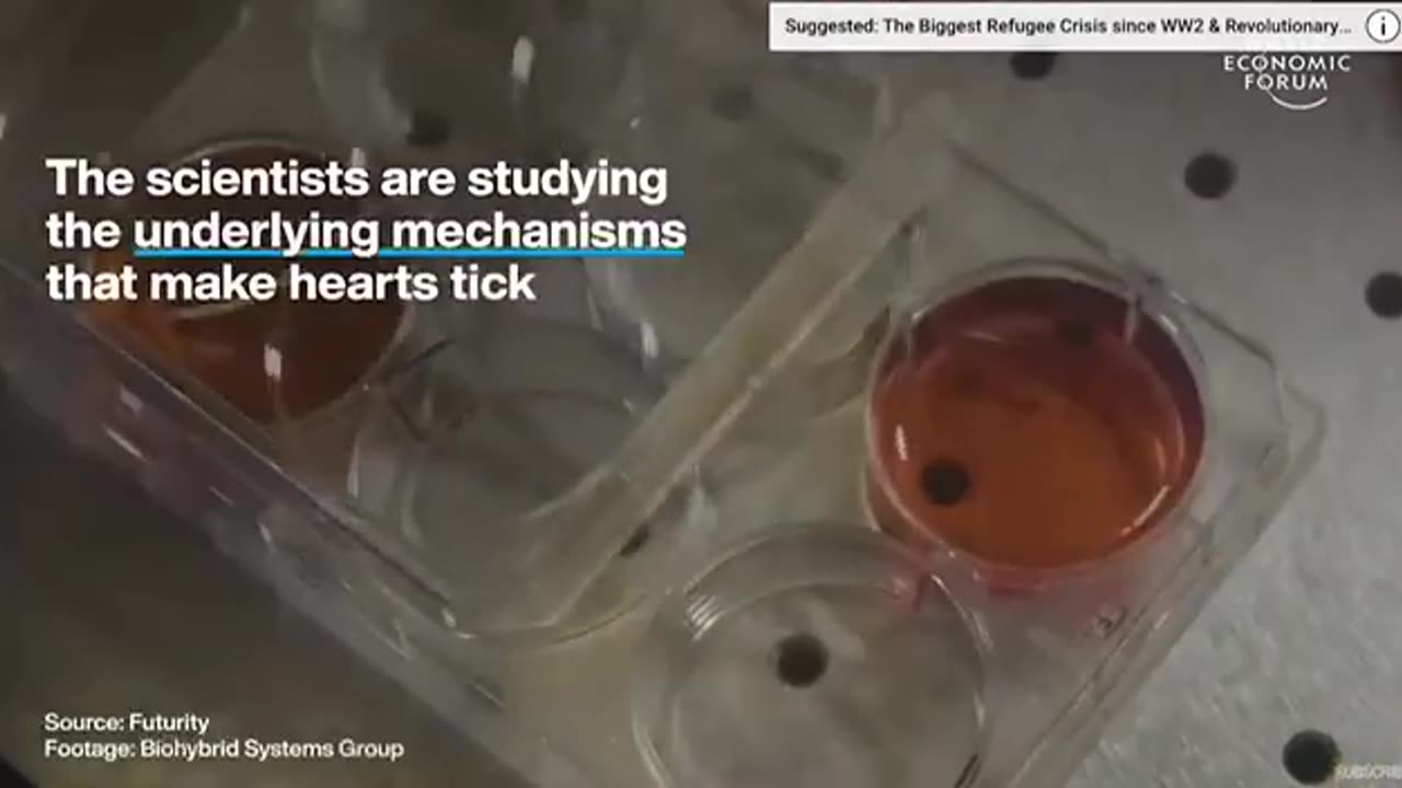WEF: "Harvard scientist made a robotic fish from human heart cells"