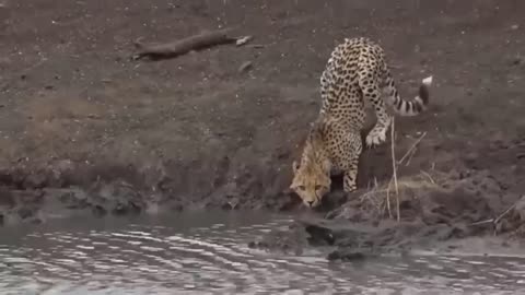 Jaguar Desperately Hunting Crocodiles In The Valley Of The Fierce Crocodiles