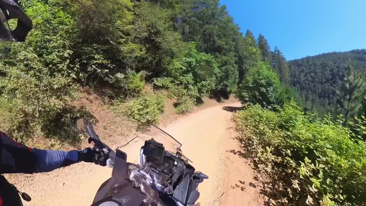 Bear Cub Crosses Biker's Path