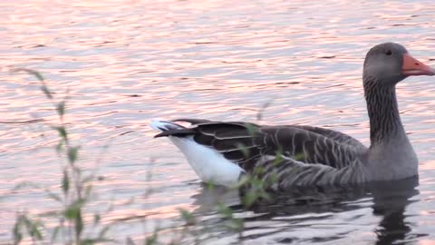 Ducks in nature