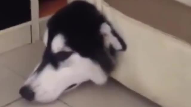 Poor Husky.
