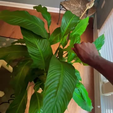 Appreciation Gratitude Life #shorts