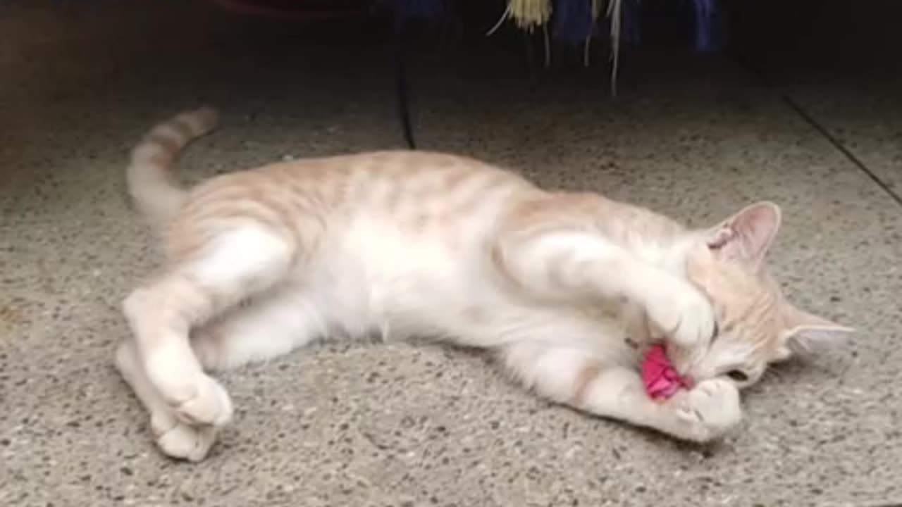 Funny cats...come and join