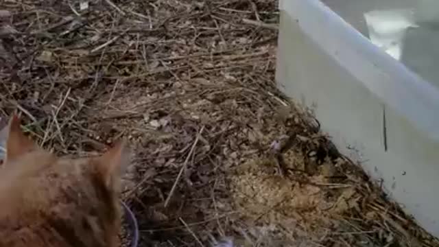 Amanda Grace Talks...First Frost, Baby Ducklings, And Owen The Cat!