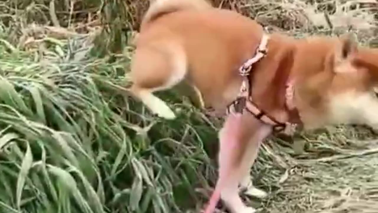 Dog and cat funny video