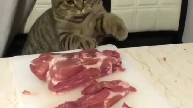A greedy cat.