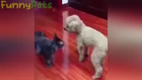 best funniest animal videos 2023 😂 funniest cats and dogs 😹🐶