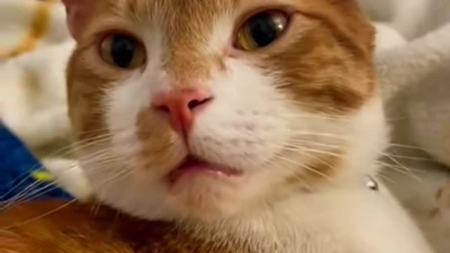 I made biscuits!! 🐾