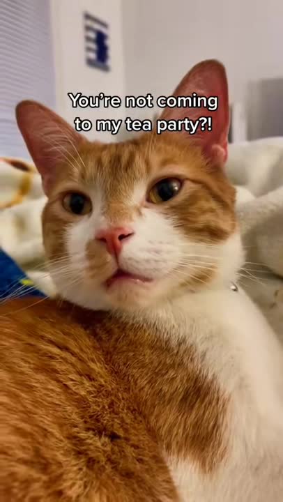 I made biscuits!! 🐾