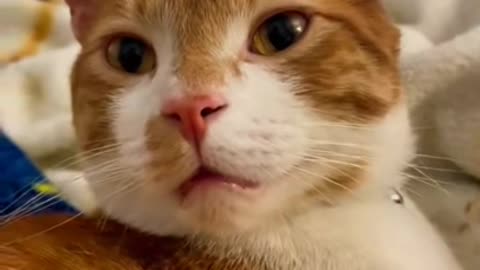 I made biscuits!! 🐾