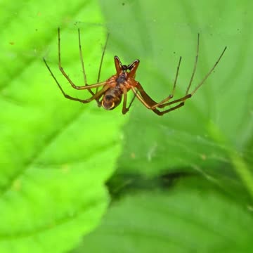 A beautiful spider sits in a web / beautiful arachnid.
