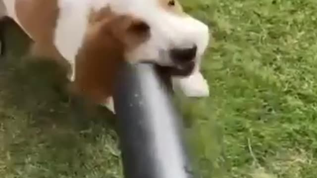 Cat and Dog