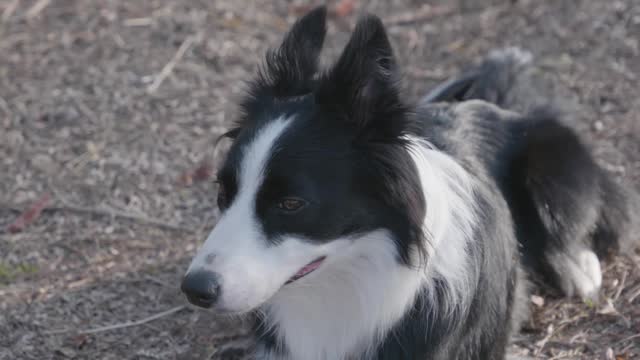 Pets Cute Funny Dog Husky Pets Funny