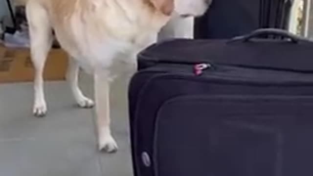 Dog_doesn't_want_DAD_to_leave_him_😂