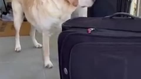 Dog_doesn't_want_DAD_to_leave_him_😂