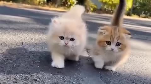 The cats